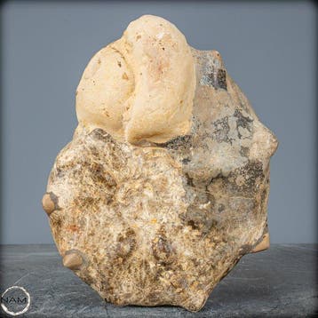 Zeldzame fossielen ammoniet-mamites nodosoïdes met