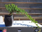Jeneverbes bonsai (Juniperus) - Hoogte (boom): 11 cm -, Antiek en Kunst