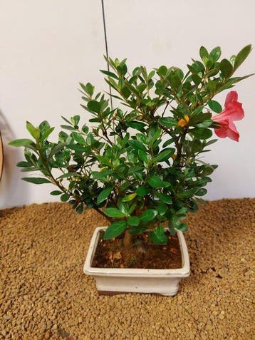 Azalea bonsai (Rhododendron) - Hoogte (boom): 30 cm - Diepte