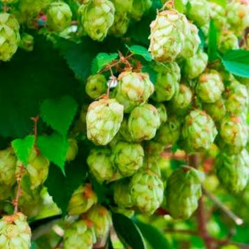 Hop Hersbrucker container (C2) Vaste planten, Groen, Tuin en Terras, Verzenden, Vaste plant, Fruitplanten