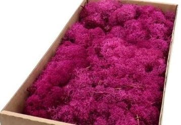 Rendiermos IJslandsmos Finlandsmos Fuchsia 500 gram, Ophalen of Verzenden, Nieuw