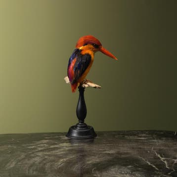 Zwartrugdwergijsvogel Taxidermie Opgezette Dieren By Max, Verzamelen, Dierenverzamelingen, Ophalen of Verzenden, Nieuw, Vogel