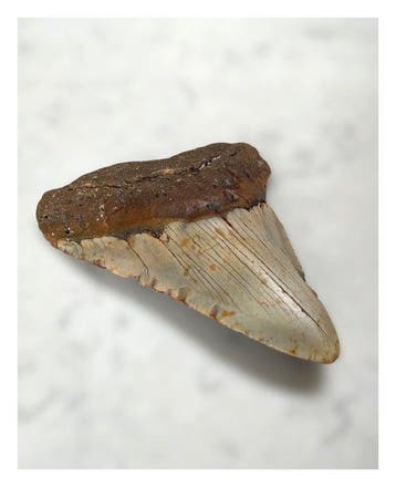 Megalodon - Fossiele tanden - 130 mm - 110 mm