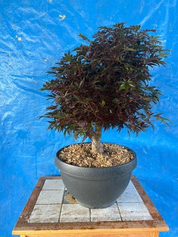 bonsai van staal - Hoogte (boom): 45 cm - Diepte (boom): 35