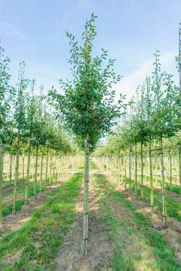 Amelanchier laevis Ballerina hoogstam 6/8