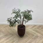 Stenen plantenbak met kunstplant,  108 cm, Huis en Inrichting, Kamerplanten, Ophalen of Verzenden