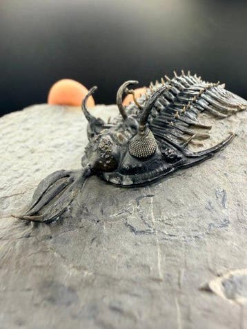 Trilobiet - Gefossiliseerd dier - Walliserops trifurcatus -, Verzamelen, Mineralen en Fossielen