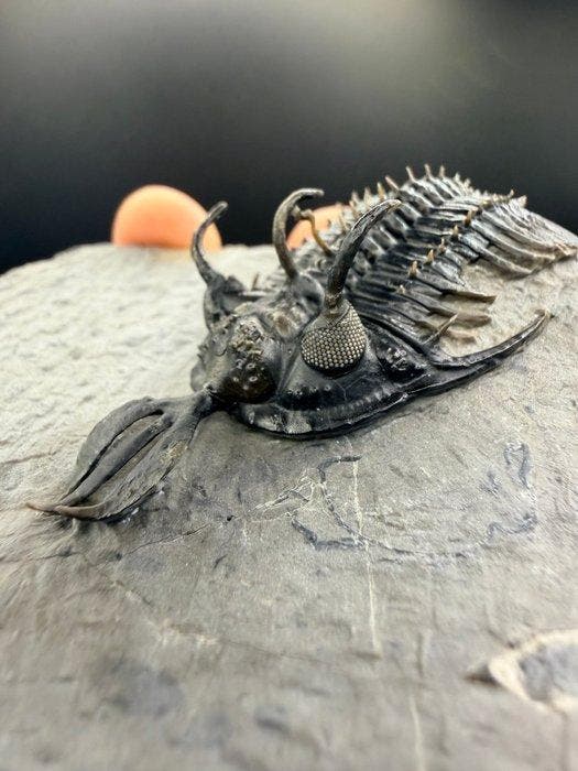 Trilobiet - Gefossiliseerd dier - Walliserops trifurcatus -, Verzamelen, Mineralen en Fossielen