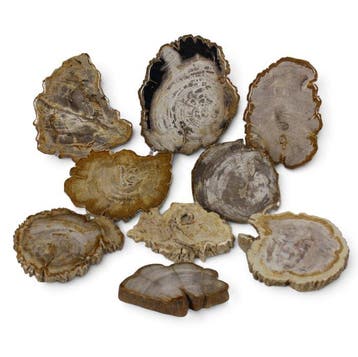 Versteend houtschijven - Gefossiliseerd hout - Dipterocarpus