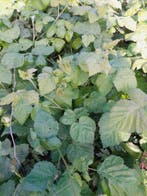 Loganbes Loganberry Braamboos, Ophalen of Verzenden, Overige soorten, Struik