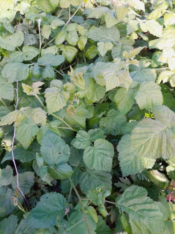 Loganbes Loganberry Braamboos, Ophalen of Verzenden, Overige soorten, Struik