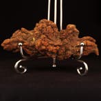 175 g XL 11,60 × 4,80 cm fossiele coproliet van dinosaurus