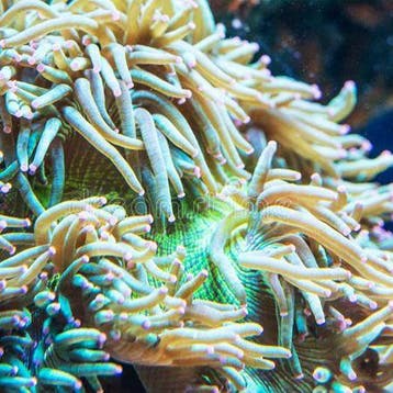Macrodactyla Doreensis Groen, Dieren en Toebehoren, Ophalen of Verzenden, Nieuw