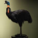 Oranjehalskasuaris Taxidermie Opgezette Dieren By Max, Verzamelen, Dierenverzamelingen, Ophalen of Verzenden, Nieuw, Vogel, Opgezet dier