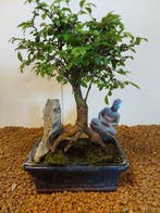 Japanese iep bonsai (Zelkova) - Hoogte (boom): 23 cm -