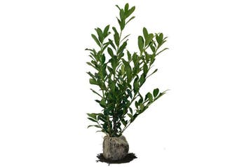 Laurier Caucasica, Wintergroene Haag, Hard-groeiende Laurier, Ophalen of Verzenden, Laurier, Haag, 100 tot 250 cm