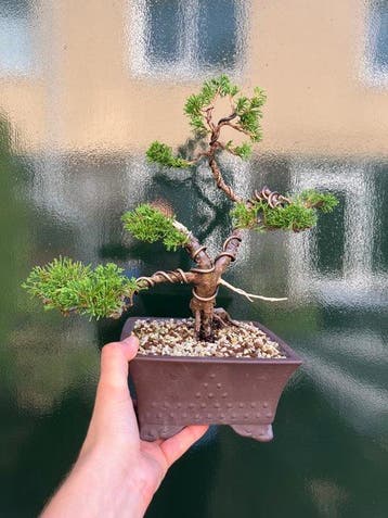 Jeneverbes bonsai (Juniperus) - Hoogte (boom): 29 cm -