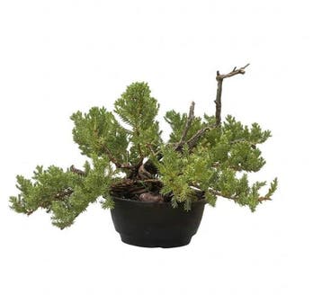 Jeneverbes bonsai (Juniperus) - Hoogte (boom): 30 cm -