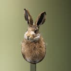 Haas Taxidermie Opgezette Dieren By Max, Verzamelen, Ophalen of Verzenden, Nieuw, Wild dier, Opgezet dier