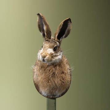 Haas Taxidermie Opgezette Dieren By Max, Ophalen of Verzenden, Nieuw, Wild dier, Opgezet dier