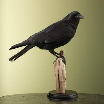 Zwarte Kraai Taxidermie Opgezette Dieren By Max, Ophalen of Verzenden, Nieuw, Vogel, Opgezet dier