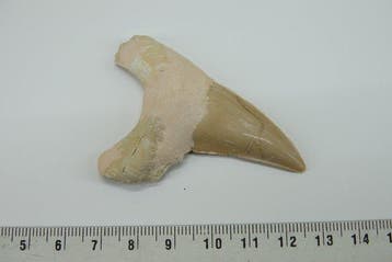 fossiele haaientand XL - Fossiele tand - Otodus Sokolovi - 0, Nieuw