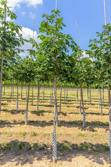 Aesculus hippocastanum hoogstam 20/25