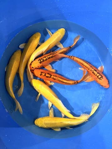 Hirasawa Marusei 30-37cm (Japanse Koi), Karper of Koi