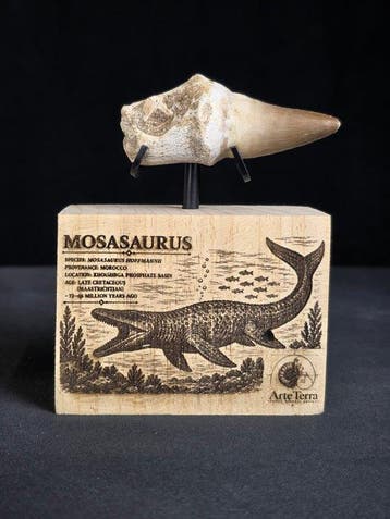 Mosasaurus - Fossiele tand - Mosasaur tooth on a custom base