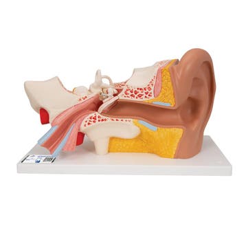 Anatomie model oor, 4-delig, 34x16x19 cm, Nieuw