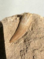 Zeereptiel - Fossiele tand - Plesiosaurus - 8,3 cm (Zonder