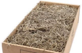 Tillandsia junglemos spaansmos forestmos naturel 200–350, Ophalen of Verzenden, Nieuw