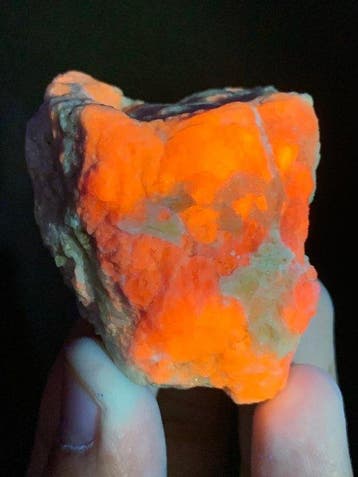 Rijk fluorescerend hackmanietexemplaar Exemplaar - Hoogte: