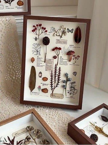 Diverse plantenspecimina Taxidermie volledige montage -
