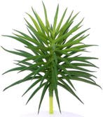 Latex Succulent 868685 Groen 12,5 cm per stuk, Ophalen of Verzenden, Nieuw