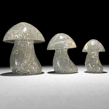 Prachtige set van 3 Turritella-paddenstoelvormige items -