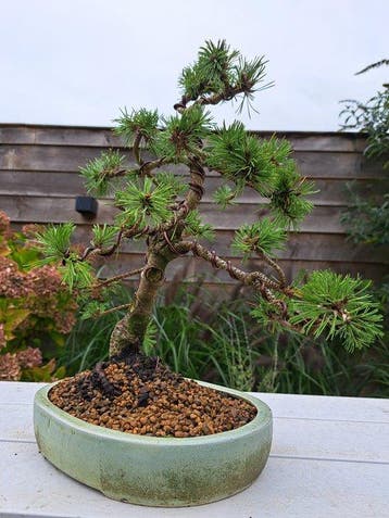 Den bonsai (Pinus) - Hoogte (boom): 40 cm - Diepte (boom):