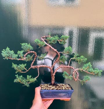 Jeneverbes bonsai (Juniperus) - Hoogte (boom): 29 cm -