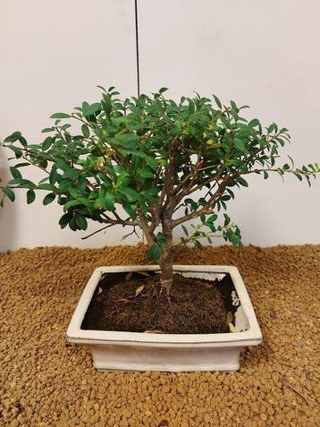 Japanese holly bonsai (Ilex crenata) - Hoogte (boom): 23 cm