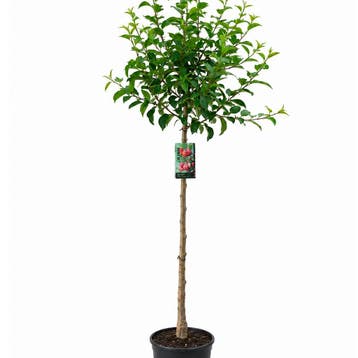 Malus Red Sentinel CAC container (P29) roze, Wit, Verzenden