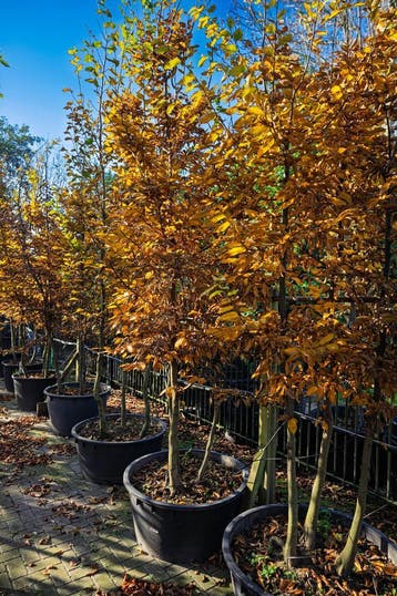 Haagbeuk  -  De Carpinus Betulus meerstammig, Ophalen, Beukenhaag, Haag, 250 cm of meer