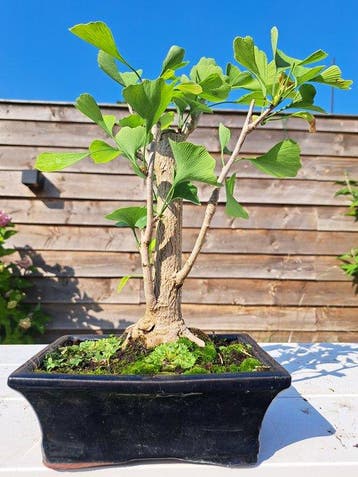 Ginkgo bonsai (Ginkgo biloba) - Hoogte (boom): 27 cm -, Antiek en Kunst