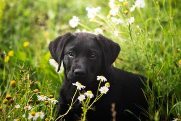 TOP Zwarte en blonde Labrador pups, STAMBOOM erkend kennel, Parvo, Nederland, 8 tot 15 weken, Labrador retriever