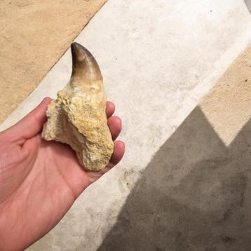 Mosasaurus - Fossiele tand - 9 cm - 7 cm (Zonder, Verzamelen