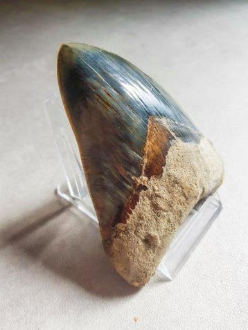 Megalodon - Fossiele tand - 13.5 cm - 10.5 cm, Verzamelen