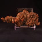 142 g 9,90 × 4,50 cm fossiele coproliet van een dinosaurus