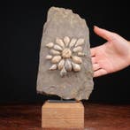 Fossiele Echinoïde - Pseudocidaris Mammosa - Ordovicium, Nieuw