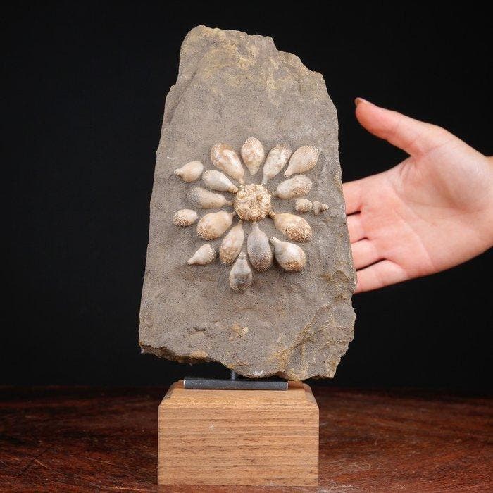 Fossiele Echinoïde - Pseudocidaris Mammosa - Ordovicium, Verzamelen, Dierenverzamelingen