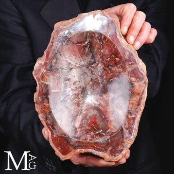 Schaal van versteend hout in felrood met een glanzende