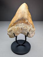 Prachtige Megalodon-haaientand - Fossiele tand -